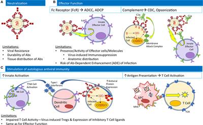 Increasing the Clinical Potential and Applications of Anti-HIV Antibodies